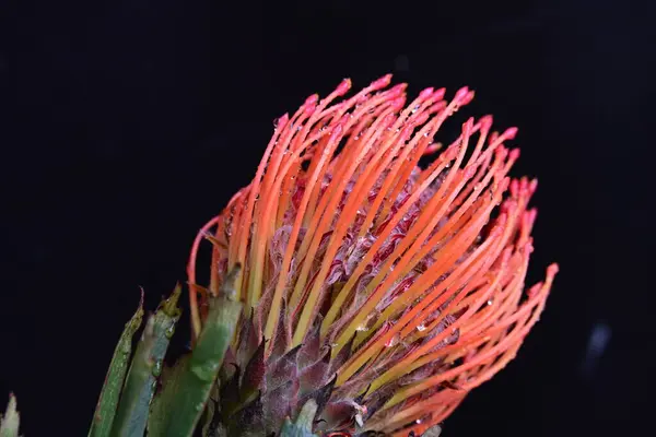 Nahaufnahme Einer Roten Blume Auf Dunklem Hintergrund — Stockfoto