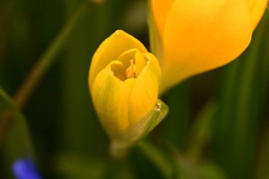 Bahçedeki güzel sarı çiçekler