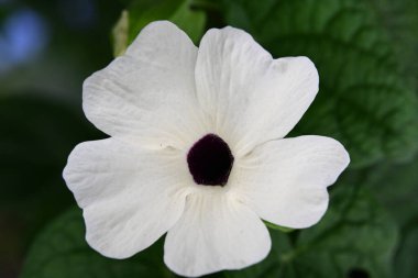 Bahçedeki güzel beyaz çiçekler