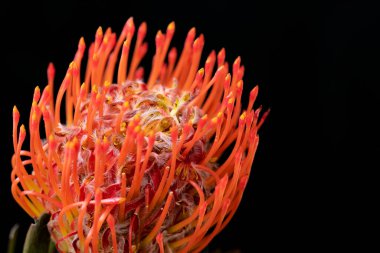 Koyu arkaplanda kırmızı çiçeği kapat