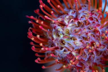 Koyu arkaplanda kırmızı çiçeği kapat