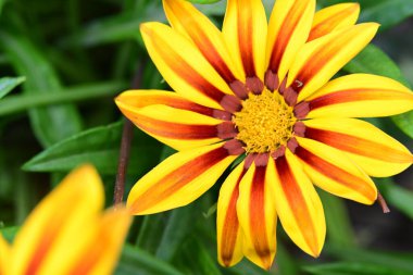 Bahçedeki güzel sarı çiçekler