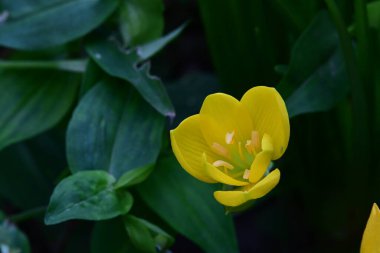 Bahçedeki güzel sarı çiçekler
