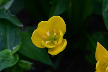 Bahçedeki güzel sarı çiçekler