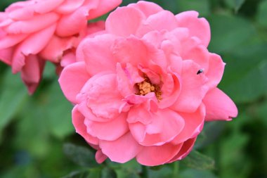 Bahçedeki güzel pembe güller