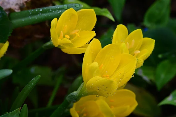 Schöne Gelbe Blumen Garten — Stockfoto