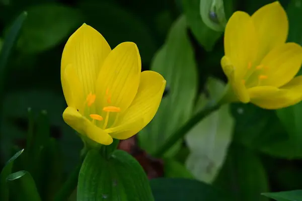 Красиві Жовті Квіти Саду — стокове фото