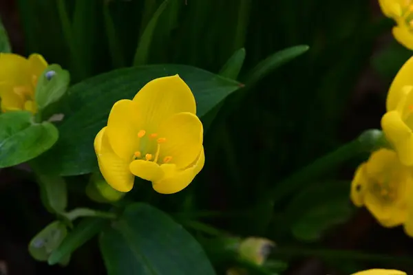 Bahçedeki Güzel Sarı Çiçekler — Stok fotoğraf