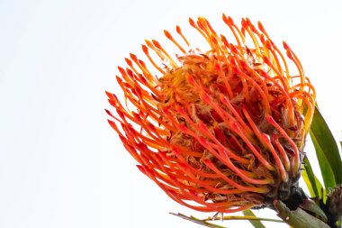 gökyüzü arka plan üzerinde kırmızı çiçek 