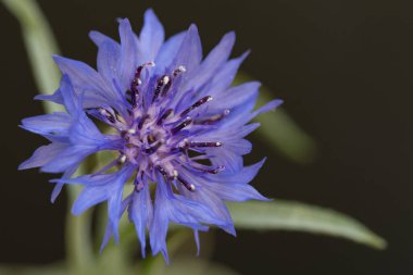 güzel mor çiçekler, görünümü kapatın