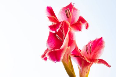 Beyaz arka planda güzel pembe çiçekler