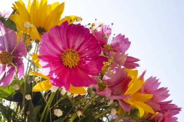 Güneşli arka planda güzel parlak çiçekler