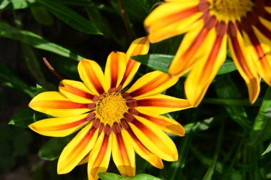 Bahçedeki güzel sarı çiçekler