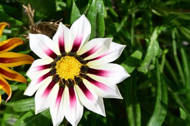 Güzel botanik fotoğrafı, doğal duvar kağıdı.