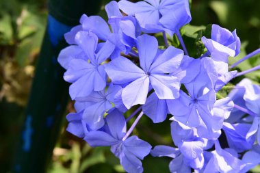 Bahçedeki güzel mavi çiçekler