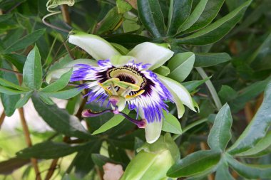 # Bahçedeki güzel çiçekleri #