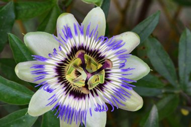 # Bahçedeki güzel çiçekleri #