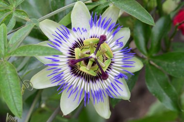 # Bahçedeki güzel çiçekleri #