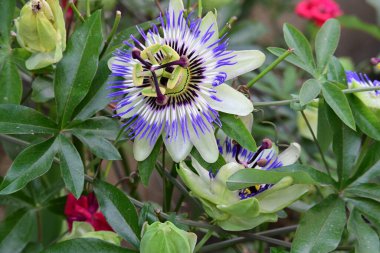 # Bahçedeki güzel çiçekleri #