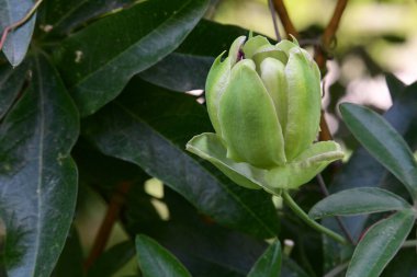 Bahçede büyüyen güzel çiçekler