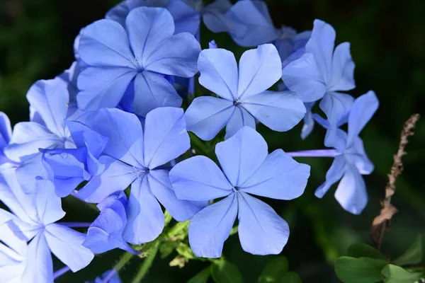 Belas Flores Azuis Jardim — Fotografia de Stock
