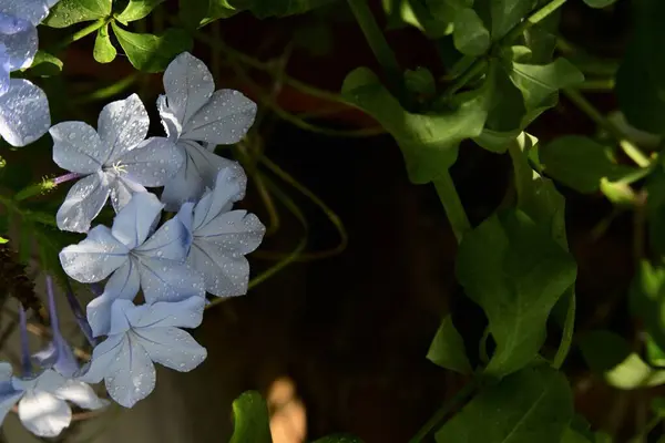 Hermosas Flores Azules Jardín — Foto de Stock
