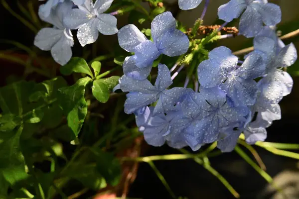 Bahçedeki Güzel Mavi Çiçekler — Stok fotoğraf