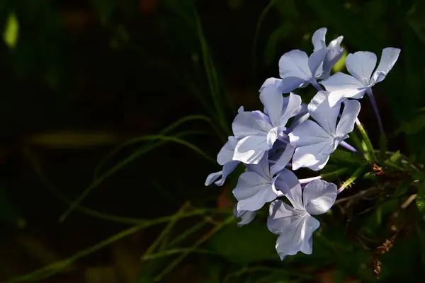 Vackra Blå Blommor Trädgården — Stockfoto