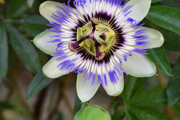 Schöne Passiflora Blumen Garten — Stockfoto