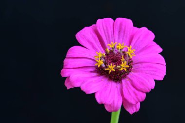Siyah arka planda güzel parlak çiçek, yakın görüş