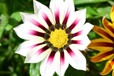 Bahçedeki güzel çiçek