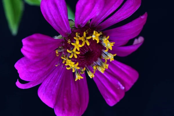 stock image beautiful bright flower on black background, close view