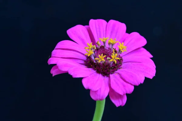 Bellissimo Fiore Luminoso Sfondo Nero Vista Vicino — Foto Stock