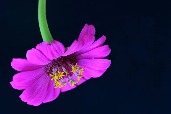 Piękny Jasny Kwiat Czarnym Tle Widok Blisko — Zdjęcie stockowe