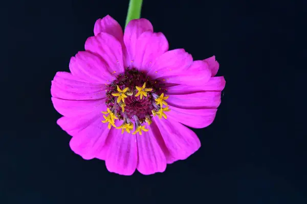 Piękny Jasny Kwiat Czarnym Tle Widok Blisko — Zdjęcie stockowe
