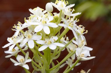 Bahçedeki güzel beyaz çiçekler