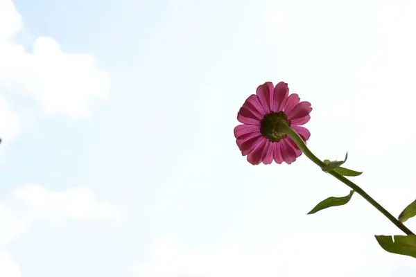 beautiful   flower on  sky background