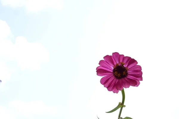 Schöne Blume Himmel Hintergrund — Stockfoto