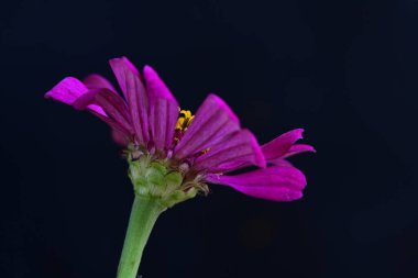 Siyah arka planda güzel parlak çiçek, yakın görüş
