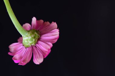 Siyah arka planda güzel parlak çiçek, yakın görüş