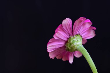 Siyah arka planda güzel parlak çiçek, yakın görüş