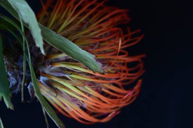 Koyu arkaplanda kırmızı çiçeği kapat