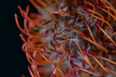 Koyu arkaplanda kırmızı çiçeği kapat