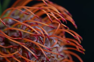 Koyu arkaplanda kırmızı çiçeği kapat