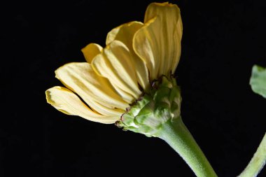 Siyah arka planda güzel parlak çiçek, yakın görüş