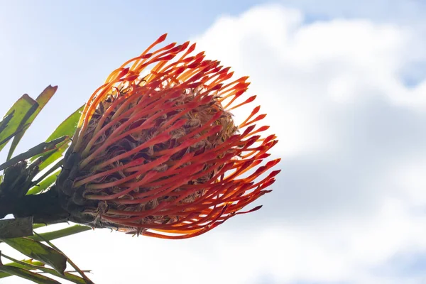 Красивый Красный Пушистый Цветок Крупный План — стоковое фото
