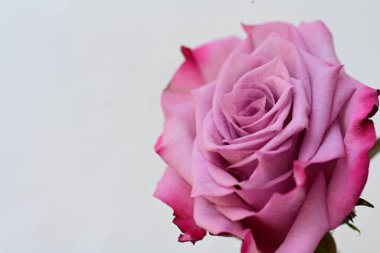 Pembe Gül beyaz arkaplanda izole edildi