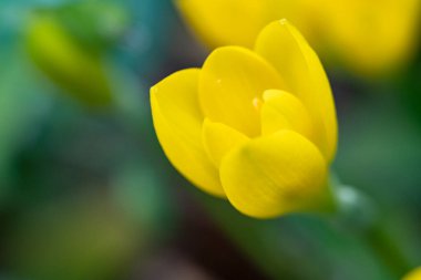Bahçedeki güzel sarı çiçekler