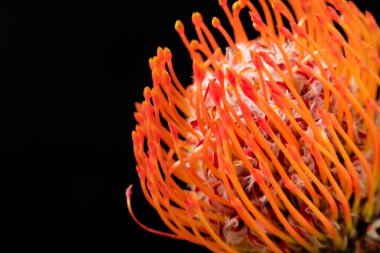 Koyu arkaplanda kırmızı çiçeği kapat