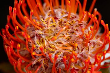 Koyu arkaplanda kırmızı çiçeği kapat